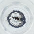  ( - POMS_071_F2)  @11 [ ] by  Genome Research Ltd as Wellcome Sanger Institute Genome Research Limited operating as Wellcome Sanger Institute