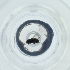  ( - POMS_075_F3)  @11 [ ] by  Genome Research Ltd as Wellcome Sanger Institute Genome Research Limited operating as Wellcome Sanger Institute