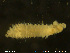  ( - NTNU-VM-75547)  @11 [ ] Creative Commons  Attribution Non-Commercial Share-Alike (2020) NTNU University Museum, Department of Natural History NTNU University Museum, Department of Natural History