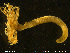 ( - NTNU-VM-75597)  @11 [ ] Creative Commons  Attribution Non-Commercial Share-Alike (2020) NTNU University Museum, Department of Natural History NTNU University Museum, Department of Natural History