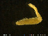  (Syllis krohnii - NTNU-VM-76257)  @11 [ ] Creative Commons  Attribution Non-Commercial Share-Alike (2020) NTNU University Museum, Department of Natural History NTNU University Museum, Department of Natural History