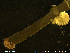  ( - NTNU-VM-76271)  @11 [ ] Creative Commons  Attribution Non-Commercial Share-Alike (2020) NTNU University Museum, Department of Natural History NTNU University Museum, Department of Natural History