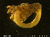 ( - NTNU-VM-76272)  @11 [ ] Creative Commons  Attribution Non-Commercial Share-Alike (2020) NTNU University Museum, Department of Natural History NTNU University Museum, Department of Natural History