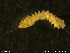  ( - NTNU-VM-76525)  @11 [ ] Creative Commons  Attribution Non-Commercial Share-Alike (2020) NTNU University Museum, Department of Natural History NTNU University Museum, Department of Natural History