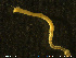  ( - NTNU-VM-76527)  @11 [ ] Creative Commons  Attribution Non-Commercial Share-Alike (2020) NTNU University Museum, Department of Natural History NTNU University Museum, Department of Natural History