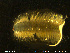  ( - NTNU-VM-76543)  @11 [ ] Creative Commons  Attribution Non-Commercial Share-Alike (2020) NTNU University Museum, Department of Natural History NTNU University Museum, Department of Natural History