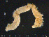  ( - NTNU-VM-76627)  @11 [ ] Creative Commons  Attribution Non-Commercial Share-Alike (2020) NTNU University Museum, Department of Natural History NTNU University Museum, Department of Natural History