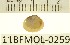  ( - 11BFMOL-0259)  @11 [ ] CreativeCommons - Attribution  Unspecified Centre for Biodiversity Genomics