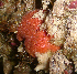  (Microcionidae - KML1221)  @12 [ ] Unspecified (default): All Rights Reserved  Unspecified Unspecified