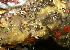  (Mycale psila - KML1223)  @11 [ ] Unspecified (default): All Rights Reserved  Unspecified Unspecified