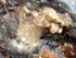  (Halichondria cf. bowerbanki - KML1272)  @11 [ ] Unspecified (default): All Rights Reserved  Unspecified Unspecified