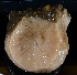  (Craniella - KML1288)  @12 [ ] Unspecified (default): All Rights Reserved  Unspecified Unspecified