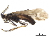  ( - CCDB-33288-B07)  @11 [ ] CreativeCommons - Attribution (2019) CBG Photography Group Centre for Biodiversity Genomics