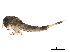  ( - CCDB-33288-D07)  @11 [ ] CreativeCommons - Attribution (2019) CBG Photography Group Centre for Biodiversity Genomics