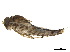  ( - CCDB-33288-E03)  @11 [ ] CreativeCommons - Attribution (2019) CBG Photography Group Centre for Biodiversity Genomics