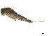  ( - CCDB-33288-E04)  @11 [ ] CreativeCommons - Attribution (2019) CBG Photography Group Centre for Biodiversity Genomics
