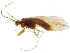  ( - CCDB-33289-C04)  @11 [ ] CreativeCommons - Attribution (2019) CBG Photography Group Centre for Biodiversity Genomics