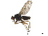  ( - CCDB-33290-C01)  @11 [ ] CreativeCommons - Attribution (2019) CBG Photography Group Centre for Biodiversity Genomics