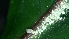  ( - PORPK8)  @11 [ ] Copyright (2023) Ardra S Kerala Agricultural University
