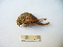  (Isophya brunneri - 02DRAGO_C05)  @14 [ ] Copyright  G. Blagoev 2010 Unspecified