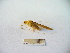  (Tylopsidini - 02DRAGO_D07)  @13 [ ] Copyright  G. Blagoev 2010 Unspecified