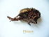  ( - 03DRAGO_D02)  @13 [ ] Copyright  G. Blagoev 2010 Unspecified