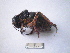  ( - 03DRAGO_F09)  @13 [ ] Copyright  G. Blagoev 2010 Unspecified