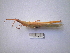 (Acrida ungarica - 05DRAGO_B01)  @14 [ ] Copyright  G. Blagoev 2010 Unspecified