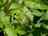  (Isophya rhodopensis petkovi - 05DRAGO_E05)  @12 [ ] Copyright  G. Blagoev 2010 Unspecified