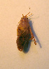  ( - 06DRAGO_C05)  @12 [ ] Copyright  G. Blagoev 2010 Unspecified