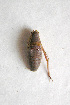  ( - 06DRAGO_C11)  @12 [ ] Copyright  G. Blagoev 2010 Unspecified