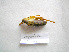  (Isophya rhodopensis - 06DRAGO_D02)  @12 [ ] Copyright  G. Blagoev 2010 Unspecified