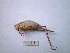  (Parapholidoptera - 07DRAGO_A01)  @13 [ ] Copyright  G. Blagoev 2010 Unspecified