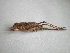  (Anadrymadusa - 07DRAGO_F03)  @14 [ ] Copyright  G. Blagoev 2010 Unspecified