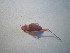  ( - CCDB-11143-A09)  @13 [ ] Copyright  G. Blagoev 2011 Unspecified