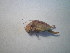  (Isophya sp. 1 DC - CCDB-11143-A10)  @13 [ ] Copyright  G. Blagoev 2011 Unspecified