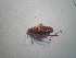  ( - CCDB-11143-B03)  @12 [ ] Copyright  G. Blagoev 2011 Unspecified
