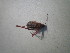  ( - CCDB-11143-B10)  @12 [ ] Copyright  G. Blagoev 2011 Unspecified