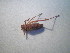  ( - CCDB-11143-C01)  @12 [ ] Copyright  G. Blagoev 2011 Unspecified