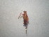  (Isophya stenocauda - CCDB-11143-C02)  @12 [ ] Copyright  G. Blagoev 2011 Unspecified