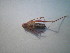  ( - CCDB-11143-D12)  @12 [ ] Copyright  G. Blagoev 2011 Unspecified