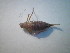  ( - CCDB-11143-E02)  @11 [ ] Copyright  G. Blagoev 2011 Unspecified
