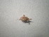  ( - CCDB-11144-C11)  @13 [ ] Copyright  G. Blagoev 2011 Unspecified