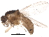  (Forcipomyia titillans - BIOUG21804-A11)  @14 [ ] CreativeCommons - Attribution (2015) CBG Photography Group Centre for Biodiversity Genomics
