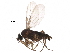  ( - BIOUG21807-A09)  @15 [ ] CreativeCommons - Attribution (2016) CBG Photography Group Centre for Biodiversity Genomics