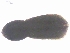  (Posthodiplostomum sp. 25 SAL-2022 - P.Da10.Yag.1.41b)  @11 [ ] CreativeCommons  Attribution Share-Alike (by-sa) (2020) Sandra Diaz Unspecified