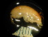  ( - BC-005_010)  @12 [ ] CreativeCommons  Attribution Non-Commercial Share-Alike (2016) Unspecified DFO