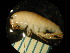  ( - WA-015_002)  @12 [ ] CreativeCommons  Attribution Non-Commercial Share-Alike (2016) Unspecified DFO