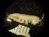  ( - WA-018_008)  @12 [ ] CreativeCommons  Attribution Non-Commercial Share-Alike (2016) Unspecified DFO