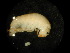 ( - WA-015_003)  @12 [ ] CreativeCommons  Attribution Non-Commercial Share-Alike (2016) Unspecified DFO
